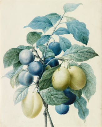 Watercolor image of blue and green plums on leafy branches