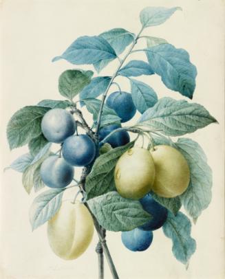 Watercolor drawing of blue and yellow-green plums on leafy branches